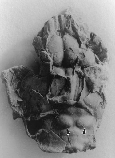 Die beiden Pfeile zeigen auf zwei Ausstülpungen im fossilen Gehirn einer Fledermaus – damit konnte sie sich orientieren, genau wie heutige Tiere (Peabody Museum of Natural History, Yale University, New Haven, Connecticut)