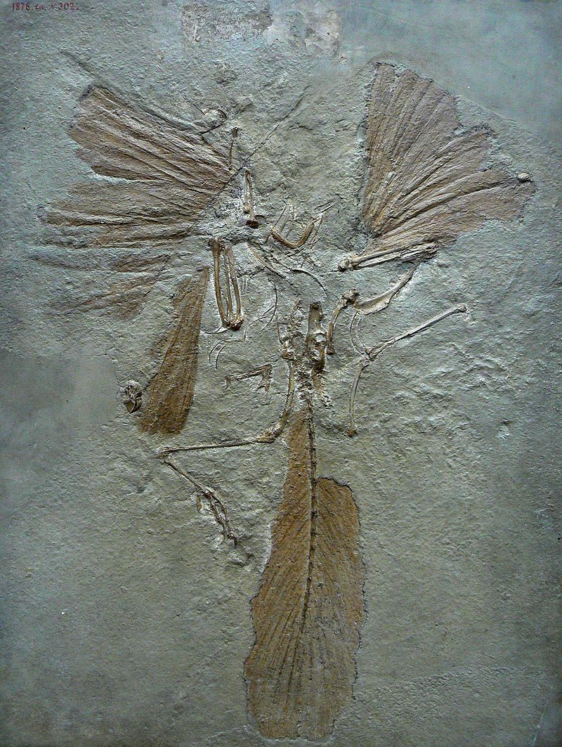 Fossilien des Sauriers Archaeopteryx befinden sich in verschiedenen Museen der Welt