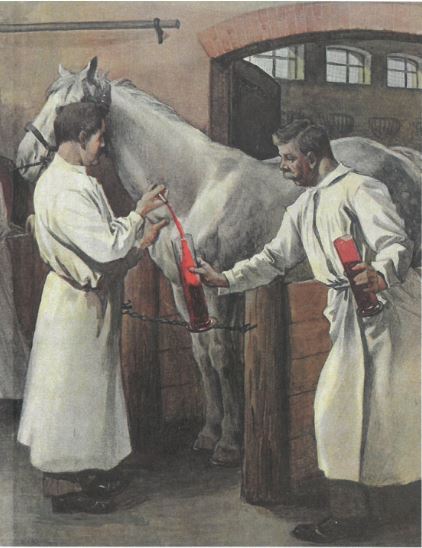 Einem Pferd wird aus einer Halsader Blut entnommen, in dem sich bereits Abwehrstoffe gegen Diphterie gebildet haben