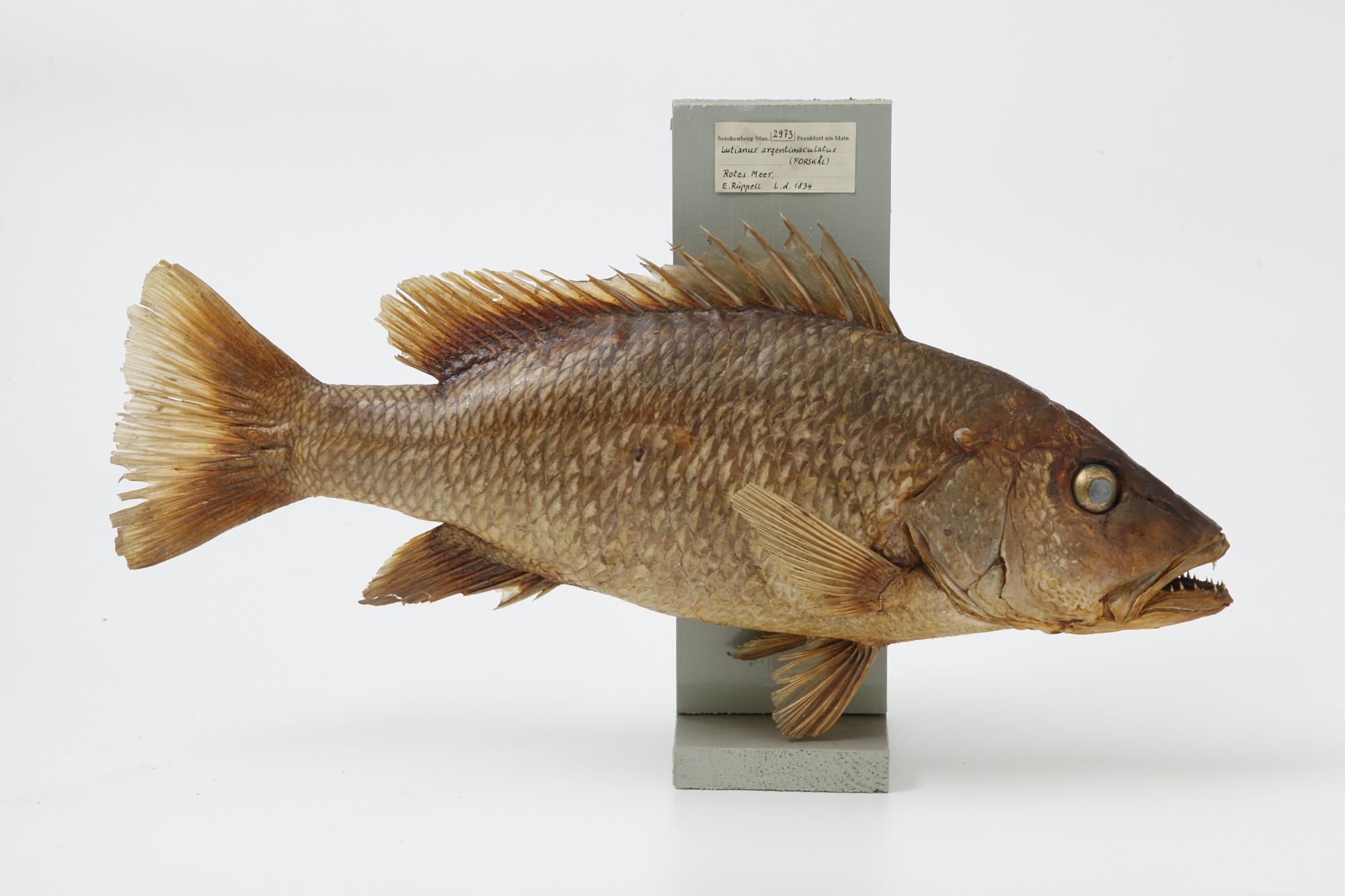 Den haltbar gemachten Kupferschnapper aus dem Roten Meer schenkte Rüppell dem Senckenberg Museum