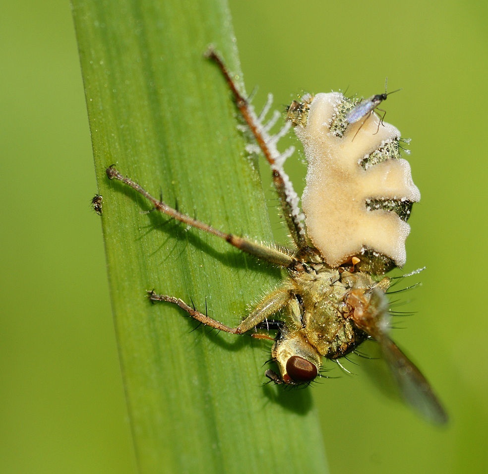 Die Fliege ist von dem Krankheitserreger Entomophthora befallen, der Pilz wächst auf ihrem Rücken (Wikipedia commons Hans Hillewaert)