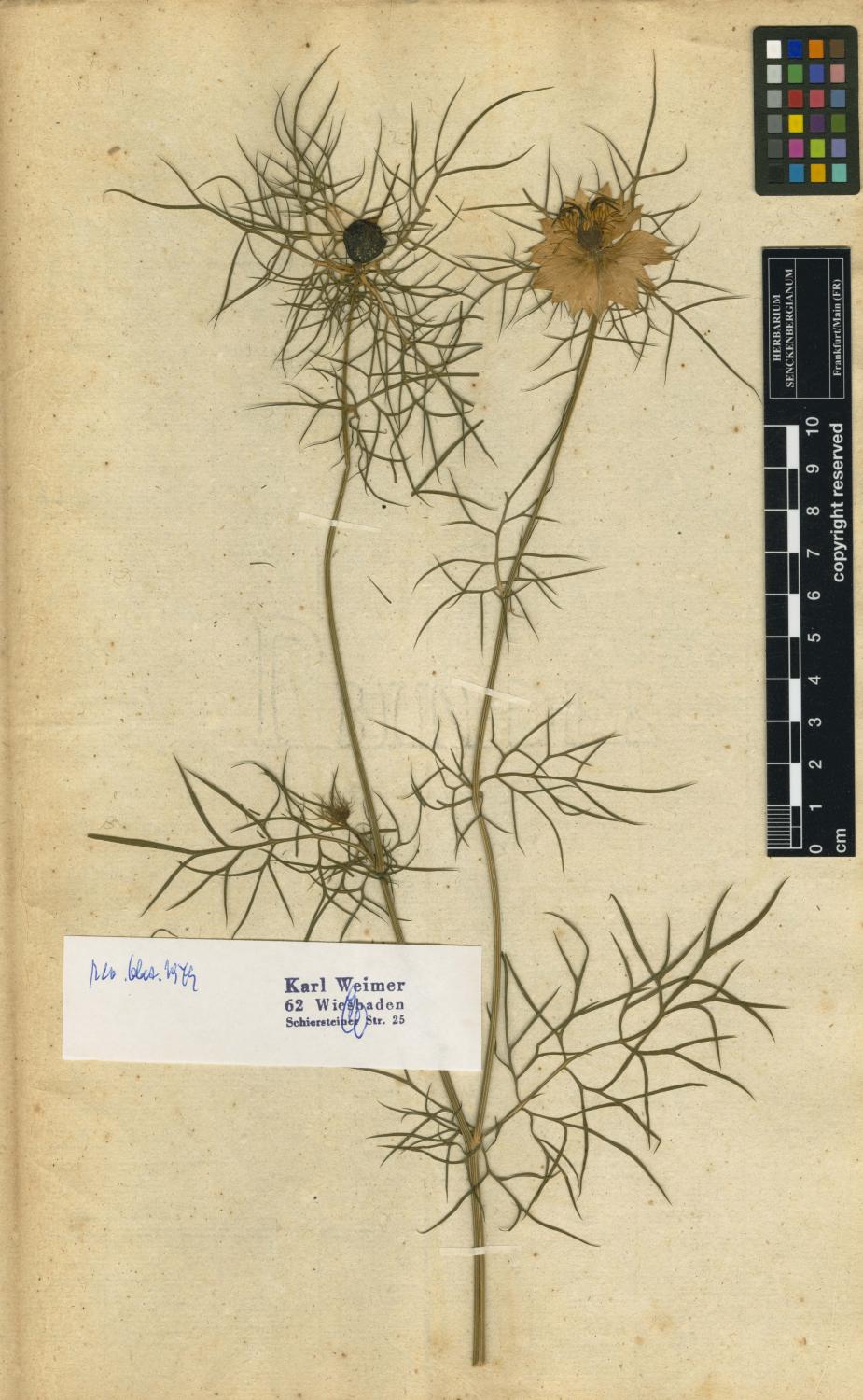 Auch Jahre später bekommen Herbariums-Blätter neue Vermerke, oder werden mit neuen Methoden untersucht, Herbarium Senckenbergianum Frankfurt/M. (FR-0231324))