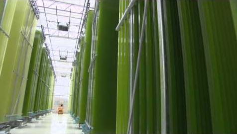 Ein Algenreaktor besteht aus einem großen Röhrensystem, in dem Algen in Wasser mit Nährstoffen, Licht und Kohlendioxid gezüchtet werden.
