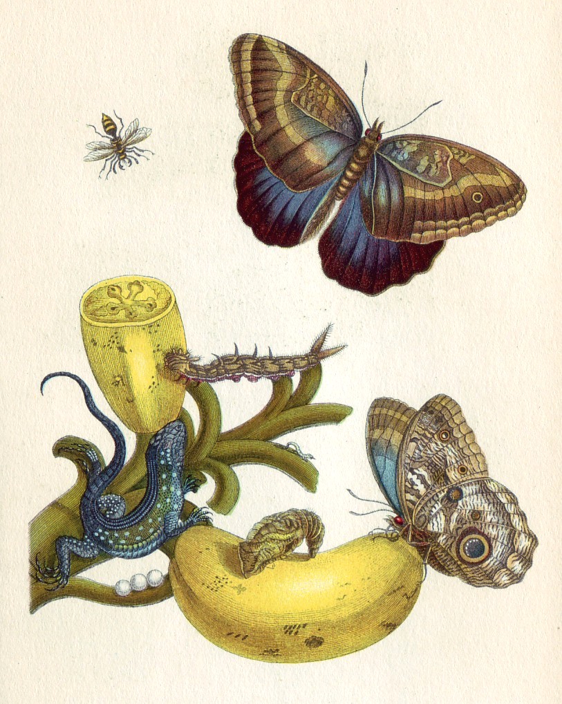 Umwandlung von Ei, Raupe und Puppe in einen Schmetterling, auf einer Bananenstaude, von der sich die Raupe ernährt