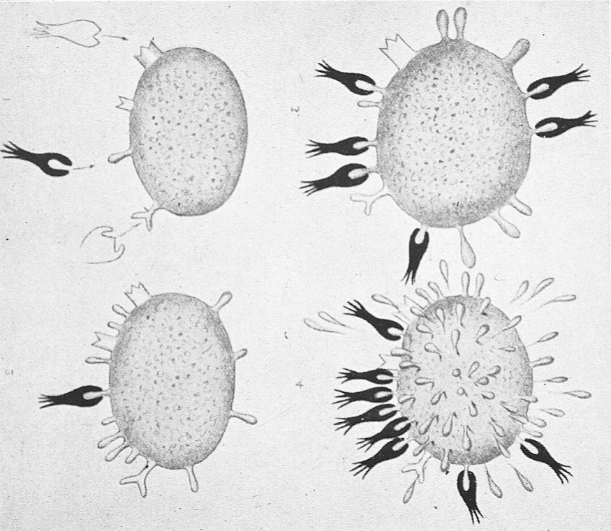 Seitenkettentheorie: genau passende Giftmoleküle eines Krankheitserregers docken auf der Oberfläche einer Zelle an (Paul-Ehrlich-Institut)