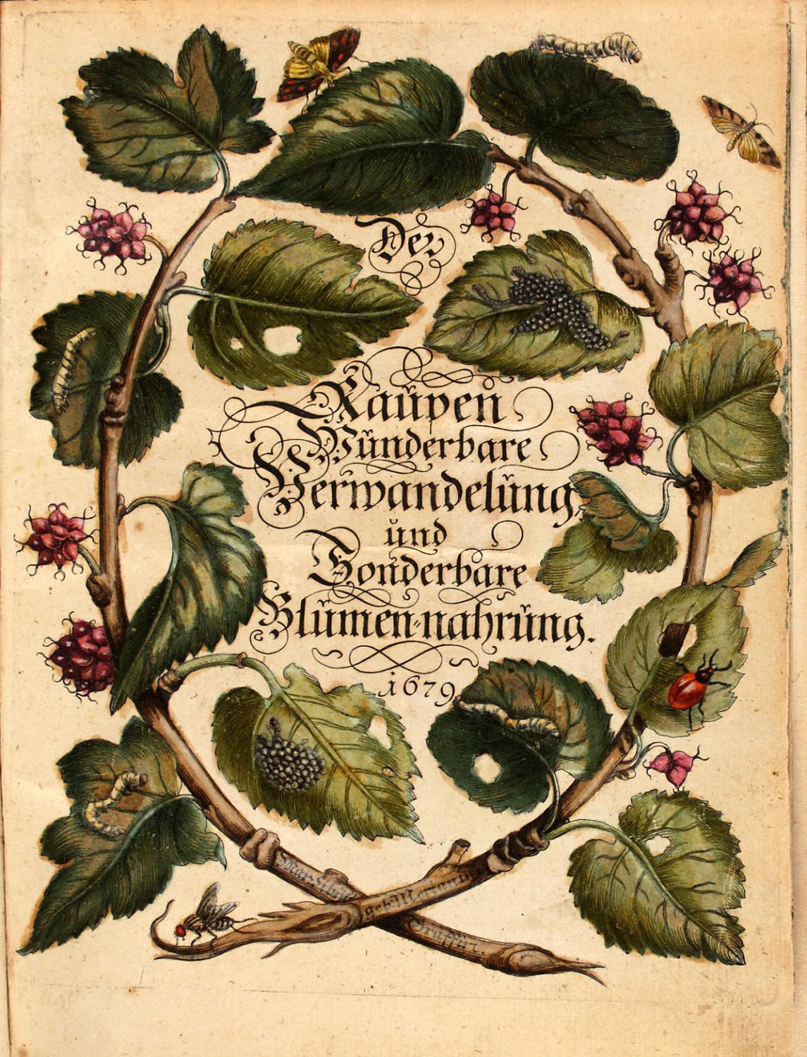 Buchtitel von Merians "Der Raupen wunderbare Verwandlung und sonderbare Blumennahrung"