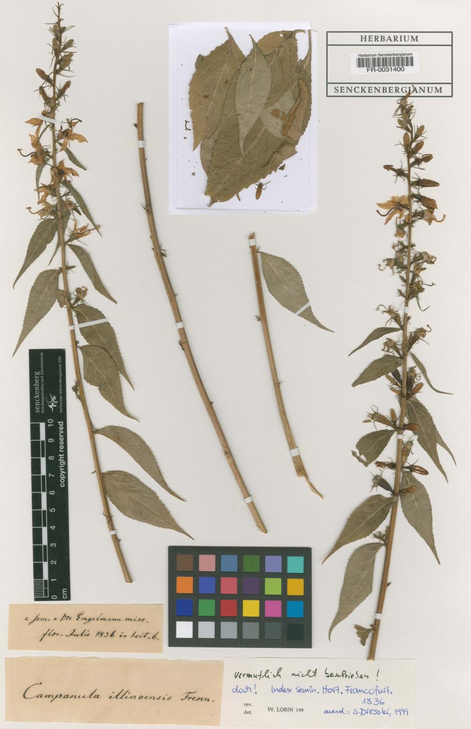 Ein Herbariumsblatt zeigt viele Pflanzenteile: Blätter, Blüten, Stängel und Samen, hier eine Glockenblume, Campanula illinoensis Fresen., (Herbarium Senckenbergianum Frankfurt/M. (FR-0231324))