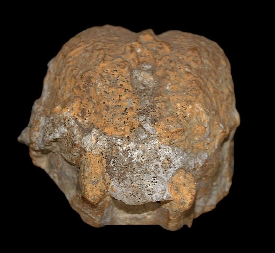Im ausgehöhlten Schädel einer fossilen Seekuh hat sich ein natürlicher Ausguss ihres Gehirns gebildet