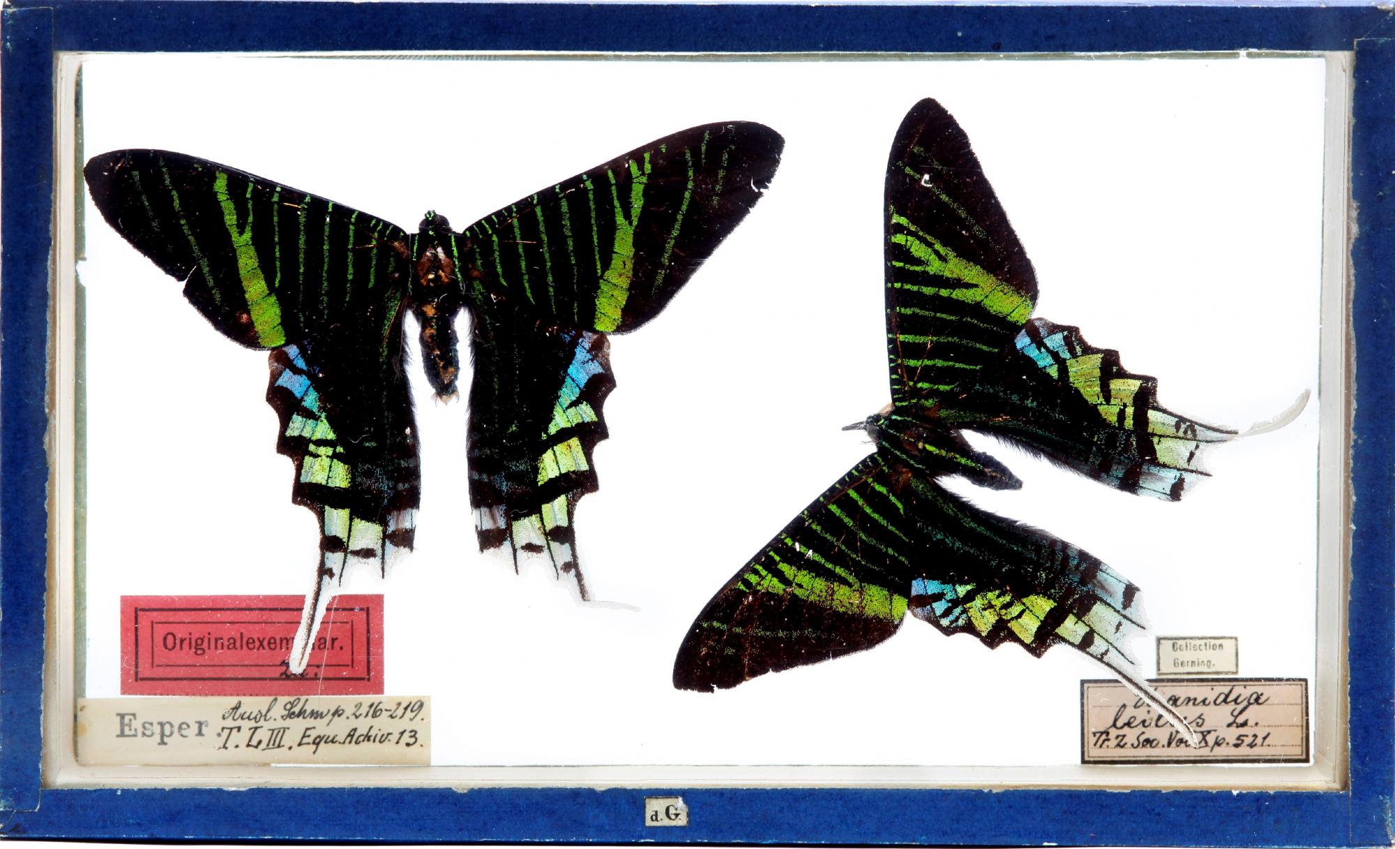 Schmetterling (Urania leilus) aus der Sammlung von Johann Christian Gerning, ursprünglich evtl. aus Merians Sammlung (Museum Wiesbaden)