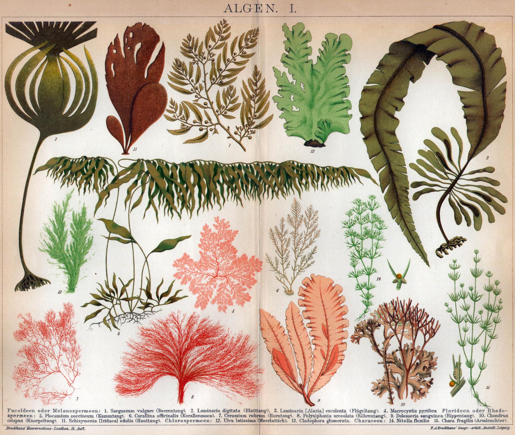 Algen sind einfache Lebewesen, haben trotzdem unterschiedlichste Farben und Formen, (Brockhaus Konversationslexikon Berlin und Wien, 1894–1896)